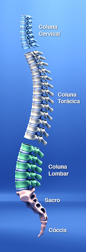 Partes da Coluna Vertebral