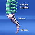 Partes da Coluna Vertebral Partes da Coluna Vertebral